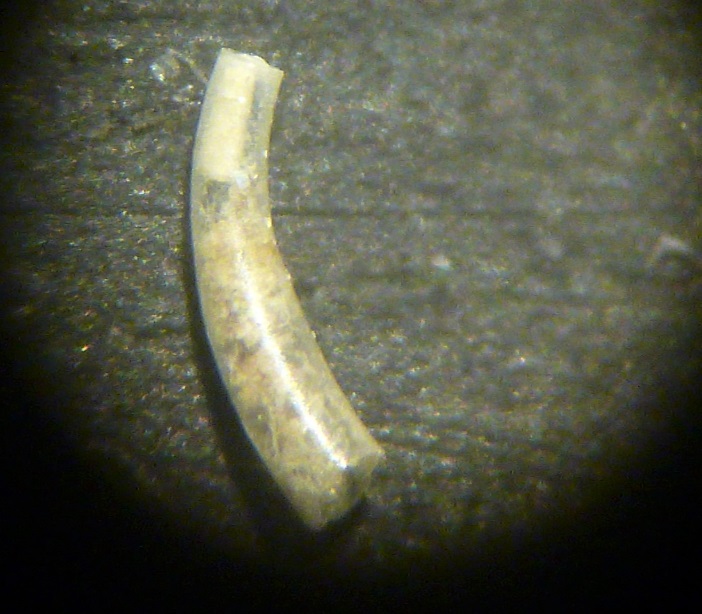 Altra specie di Caecum?